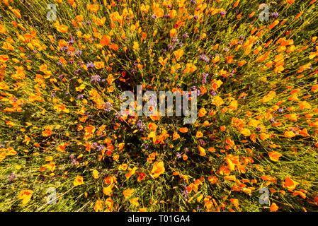 Wildblumen an der Kalifornischen Hügel im Superbloom Stockfoto