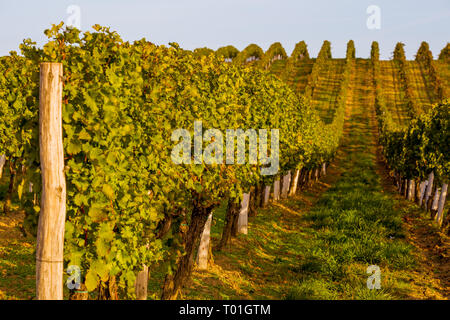 Genaue Reihen von Reben auf den Hügeln oberhalb des Dorfes Dolni Dunajovice-Berge gedeihenden in Südmähren Stockfoto