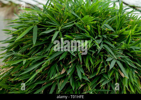 Hakonechloa macra Aureola japanischen Wald Gras, Hakone Gras. Stockfoto