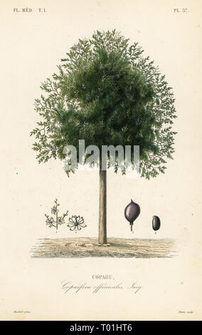 Copaiba Baum, Copaifera officinalis, Copahu. Papierkörbe Stahlstich von Pierre nach einem botanischen Illustration von Edouard Maubert von Pierre Oscar Reveil, A. Dupuis, Fr. Gerard und Francois Herincq's La Regne Vegetal: Flore Medicale, L. Guerin, Paris, 1864-1871. Stockfoto