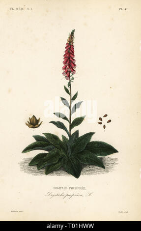 Purple Fingerhut oder Lady's Handschuh, Digitalis purpurea, Digitale pourpree. Papierkörbe Stahlstich von oudet nach einem botanischen Abbildung von Edouard Maubert von Pierre Oscar Reveil, A. Dupuis, Fr. Gerard und Francois Herincq's La Regne Vegetal: Flore Medicale, L. Guerin, Paris, 1864-1871. Stockfoto