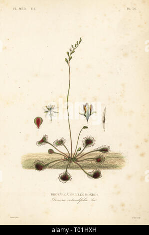 Runde-leaved Sonnentau oder gemeinsamen Sonnentau, Drosera rotundifolia, Droserie ein feuilles rondes. Handkoloriert Stahlstich von Alphonse-Leon Noel nach einem botanischen Abbildung von Edouard Maubert von Pierre Oscar Reveil, A. Dupuis, Fr. Gerard und Francois Herincq's La Regne Vegetal: Flore Medicale, L. Guerin, Paris, 1864-1871. Stockfoto