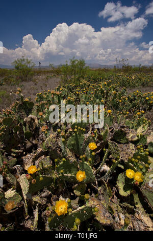 Marathon, Brewster County, Texas, USA Stockfoto