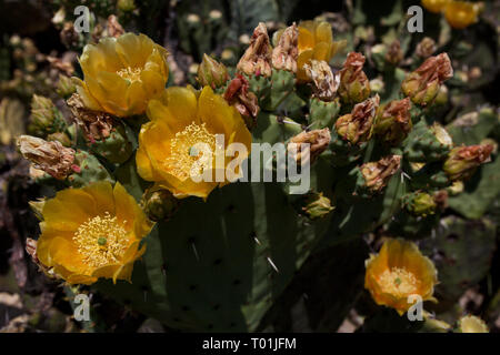 Marathon, Brewster County, Texas, USA Stockfoto