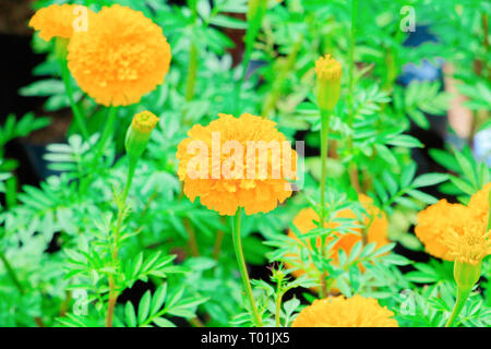 Schöne ringelblume Blumen im Garten Stockfoto