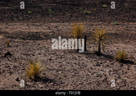 Alpine, Brewster County, Texas, USA Stockfoto