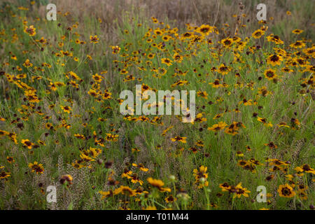 , Gillespie County, Texas, USA Stockfoto