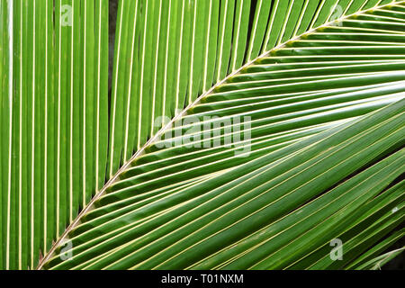 Nahaufnahme eines Palm Tree Leaf, Natur abstrakt Hintergrund Stockfoto