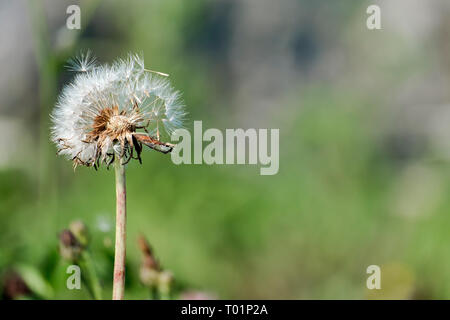 Fluff verblassten Löwenzahn (Taraxacum officinale) Stockfoto