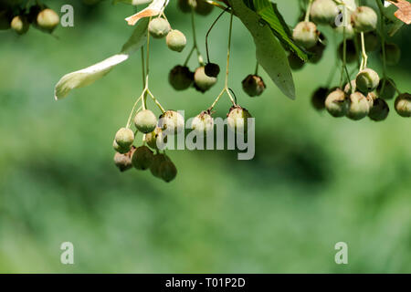 Früchte der largeleaf Linden. Tilia Obst Stockfoto