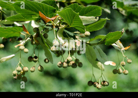 Früchte der largeleaf Linden. Tilia Obst Stockfoto