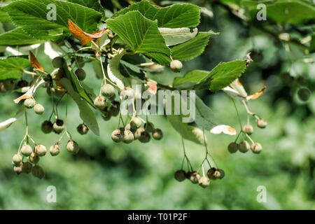 Früchte der largeleaf Linden. Tilia Obst Stockfoto