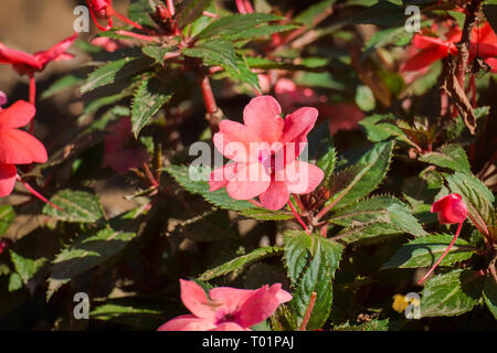 Sun Harmony Lachs Impatiens Neuguinea Blumen. Kleine rosa Garten Blumen Stockfoto