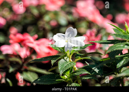 Sun Harmony Lachs Impatiens Neuguinea Blumen. Kleine weiße Garden Flower Stockfoto