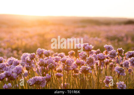 Sparsamkeit aka Meer Pinks (Armeria maritima) hinter Chesil Beach in der Nähe von Weymouth. Dorset, Großbritannien. Stockfoto