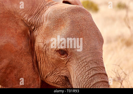 Detail der Elephant Head mit Auge und Ohr. African Safari in Kenia. Stockfoto