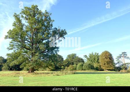 Einzelne große Eiche in einem natürlichen Woodland Park mit blauem Himmel und Bäume im Hintergrund Stockfoto