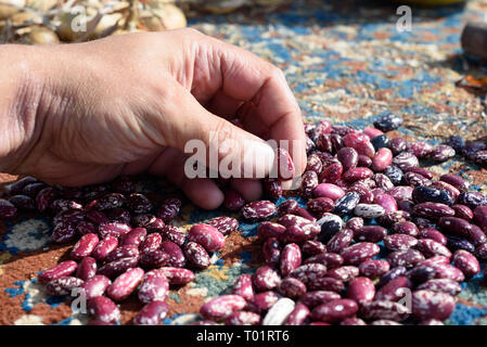 Weiße männliche Hand prüft runner bean Samen von einem Stapel in natürlichem Sonnenlicht Stockfoto