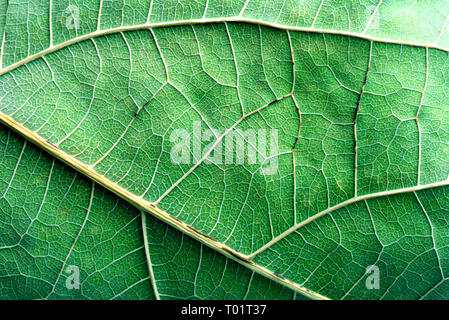 Closeup Bild einer frischen grünen Bio avocado Persea americana Blätter mit Rippen und Adern innerhalb der Blatt Textur Stockfoto