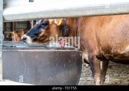 Jersey Milchkuh genießen einen Bissen von Futtermitteln auf einer Molkerei in Bond County, Illinois. Stockfoto