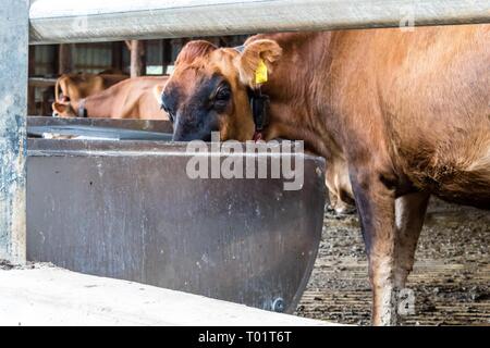 Jersey Milchkuh genießen einen Bissen von Futtermitteln auf einer Molkerei in Bond County, Illinois. Stockfoto