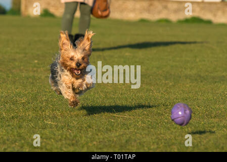 Süße verspielte Yorkshire Terrier gefangen in Aktion auf Hunstanton grün oberhalb der Klippen auf North Norfolk Coast, East Anglia, England, UK. Stockfoto