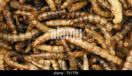 Closeup Bild von getrockneten Meal worms Tenebrio Molitor für die Fütterung Eidechsen und Vögel verwendet Stockfoto