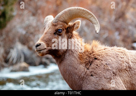 Dickhornschafe entlang der Platte River in Waterton Canyon Colorado auf einer schönen Wintermorgen Stockfoto