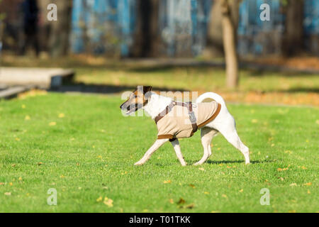 Ein Hund läuft nach einem Tennis ball, das Spiel Stockfoto