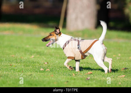 Ein Hund läuft nach einem Tennis ball, das Spiel Stockfoto