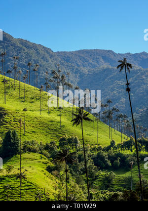 Wachs Palmen (Ceroxylon quindiuense), Cocora Tal, Salento, Quindio Abteilung, Kolumbien Stockfoto