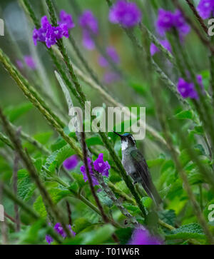 Greifen von einem grünen Stiel ein White-throated Berg-gem hummingbird Augen eine purpurrote Blume für seine nächste Mahlzeit Stockfoto