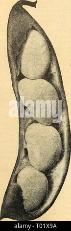 Dreer's Garden buchen Sie für 1945. dreersgardenbook 1945 henr Jahr: 1945 vier Gewinner in ganz Amerika Gemüse Auswahl für 1945 Bush Lima, frühen Markt zwei bemerkenswerte neue Bush Limabohnen sowohl Bronzemedaille Gewinner 106 frühen Markt Stockfoto