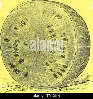 Dreer's Garten Kalender für 1888. dreersgardencale 1888 henr Jahr: 1888 DEFIANCE KOPFSALAT. Dies halten wir für eine der besten Kopfsalat überhaupt angeboten. Es ist von feiner Qualität, knackig und zart, und bleibt in erstklassigem Zustand lange Zeit, bevor sie zu Saatgut. Als 6 ummer Vielfalt Es wird sicherlich ein standard Art geworden. Pkt., 10 cts.; Oz, 50 cts. Wolga WASSERMELONE. Eine russische Melone, von ausgezeichneter Qualität, perfekt kugelförmige Form, sehr produktiv und erreichen ein durchschnittliches Gewicht von 15 Pfund. Für den privaten Gebrauch sollte weitgehend angebaut werden können, wie es ist mit feinem Geschmack und attraktives Aussehen. Die Samen einer Stockfoto