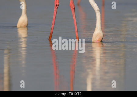 Flamingos (Phoenicopterus Roseus) Stillen im Thol Vogelschutzgebiet, Gujarat, Indien. Stockfoto