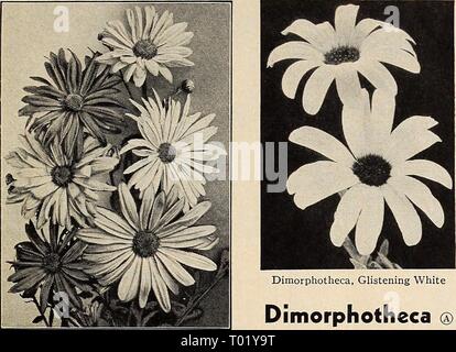 Dreer's Garden buchen Sie für 1941. dreersgardenbook 1941 henr Jahr: 1941 in Blumensamen für 1941 Stockfoto