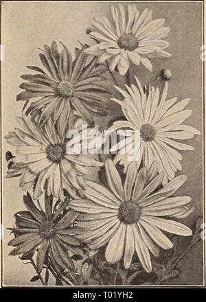 Dreer's Garden buchen Sie für 1942. dreersgardenbook 1942 henr Jahr: 1942 Neuheiten und Spezialitäten alle dreer Blumen Samen sind die Postpaid Dreer De Luxe koreanischen Hybriden Hardy Garten Chrysanthemen m 1944 Dreer De Luxe koreanischen Hybriden Wörter insgesamt unzureichend sind die phantastische Schönheit der Dreer De Luxe koreanischen Hybrid Chrysantheme zu beschreiben. Es ist eine hervorragende Sorte gezüchtet und selektiert für die frühzeitigkeit der Blüten, die Größe der einzelnen Blumen, wunderbare Reihe von wünschenswerten Farben und Winterhärte. Früh ausgesät wird im Herbst des gleichen Jahres blühen. Mag-nificent im Garten und unverzichtbar Stockfoto