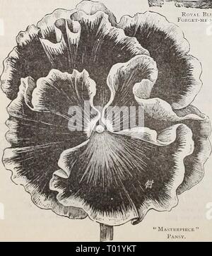 Dreer's Garten Kalender: 1900. dreersgardencale 1900 henr Jahr: 1900 Blütenblätter. RovAL Bum FoKCET-mich-nicht. Mastkkimece "Stiefmütterchen. Blumen neue Miniatur Sun'. isEw miisiatiter: Sun - Blumen. -A. in der Vielzahl von neuen Sorten wurden fiom die beliebte Kleine Sonne - Blume, die wir in der Mischung. Sie alle unterscheiden sich von den Eltern, die meisten von ihnen sind größer, und viele mit neugierig - twisted Die vorherrschenden Farben sind blass yel-low, Goldgelb und Cremeweiß, einige mit schwarzen Zentren und alle lieautiful; zum Schneiden Sie indisjiensable sind. (Siehe .) 20 cts. pro Pck.; 3 pkts. Für 50 cts. DOUBE Stockfoto