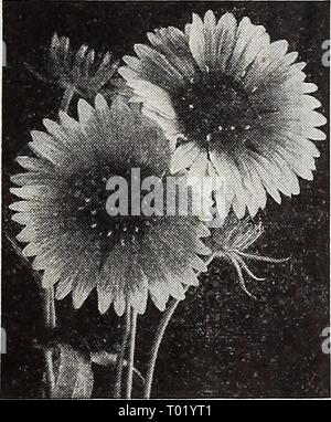 Dreer's Garden buchen Sie für 1940. dreersgardenbook 1940 henr Jahr: 1940 Dimorphotheca, glitzernden weißen Gaillardia Grandiflora M2441 Goblin buschige Pflanzen nur 15 cm hoch ist den ganzen Sommer über bedeckt mit großen, auffälligen, tief rote Blüten umrandet mit brillanten Gelb. Exzellent für Betten und Grenzen. Pkt. 20 c; Spezielle pkt. 75 C. 2436 Chloe Große, gut-gebildet, einzelne Blüten von einem verlockenden indischen Gelb, die völlig anders ist als alle anderen hardy Gaillardias. Eine kostenlose blühende Pflanze, gut für den Garten und für das Schneiden. Pkt. 15 c; Spezielle pkt. 50C. Dimorphotheca® 2337 glitzernden weißen sind Sie verpflichtet, Stockfoto