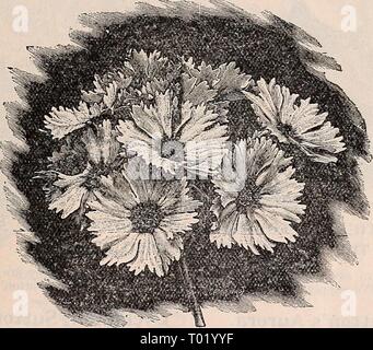 Dreer's Garten Kalender: 1897. dreersgardencale 1897 henr Jahr: 1897 Godetia Gloriosa. Primula Lampsacus. 6437 Dies ist das freieste Blume-ing Primula Wir kennen. Das Saatgut stammt, die sich sehr leicht, und die kleinen Pflanzen werfen kleine Blütenstiele, wenn nur ein paar Wochen alt. Diese sollten jedoch abgeklemmt werden und die Pflanzen wachsen un-bis Oktober, wenn die Blumen kann erlaubt sein, zu entwickeln, und ab dann bis spät im Frühjahr die Sprays von schönen rosa-lila Blüten in scheinbar nie endenden Fülle produzieren, und wir sagen es wird bald so viel von einem Liebling hier sein, wie es jetzt Stockfoto