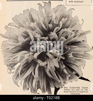 Dreer's Garden buchen Sie für 1941. dreersgardenbook 1941 henr Jahr: 1941 American Beauty - Astern haben Gor-geous blüht der riesigen Größe. Kalifornien Riese Astern eine wunderbare Hochsaisons zu spät - blühende Art mit Pflanzen 3 bis 3 j Fuß hoch. Hat eine prächtige gewellt und interlaced Blumen von 5 Zoll oder mehr im Durchmesser würdevoll auf herrlichen starke Stiele, messen 18 bis 24 cm in der Länge. W-R alle Sorten markiert mit W-R willst resistent sind. 1271 Apple Blossom. 1273 Lavender-Blue. 1275 Deep Purple 1278 Rich Rose 1279 Pure White Shell Pink. Großes Paket Paket. SO 15 SO 60 15 60 15 Stockfoto