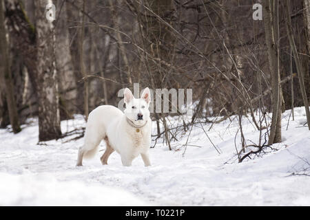 Weißer Hund im Wald auf dem Schnee im Winter Stockfoto