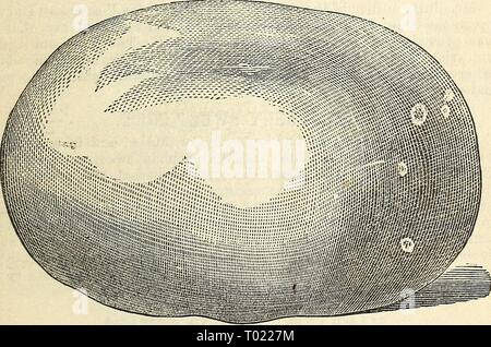 Dreer's Garten Kalender 1867. dreersgardencale 1867 henr Jahr: 1867 DREEa S GARTEN KALENDER. 21 LATAEIA TOBAOOO SAATGUT,) durch den bemerkenswerten Reisenden eingeführt, Bayari Taylor, von dem Berg Libanon. Dies ist im Orient die feinsten Tabak in der Welt betrachtet. Es atmet eine köstlich aromatischen Geruch, resem-bling, die getrockneten Rosen, und ist der Ansicht, dass ein völlig verschiedene Arten, eigentümlichen Berg Libanon. Preis, pro Paket, 25 cts. ESOULEI^T EOOTS UND PFLANZEN IN DER SAISON. Frühkartoffeln. Mushroobi Laichen. Knoblauch. Spargel Wurzeln. Weiße Zwiebel setzt. Süßkartoffel rutscht. Gelbe Zwiebel eingestellt Stockfoto