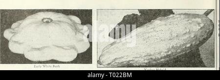 Dreer's Garden buchen Sie für 1947. dreersgardenbook 1947 henr Jahr: 1947 frühen weißen Bush Yankee Hybrid Geißel, Fr. Zucca, Ital. Sommer Squash 1 pkt. Für 6 Hügel; 1 oz. Für 25 Hügel. Calabasa, Sp. Kucrbis, Ger. Die Behandlung von Saatgut mit Semesan, Spergon, Cuprocide oder Arasan. Diese frühen Sorten sind bereit für eine Tabelle verwenden, während Ihre Haut noch zart und weich. Sie sind herrliche für Sommer und Herbst verwenden, sind aber nicht in den Winter Lagerung geeignet. Je nach Auswahl werden Sie reifen in 54 bis 60 Tagen. Dies bush Typ ist am besten für den kleinen Garten. 864 Early Straightneck. 55 -^ Tage. Robuste kompakte Pla Stockfoto