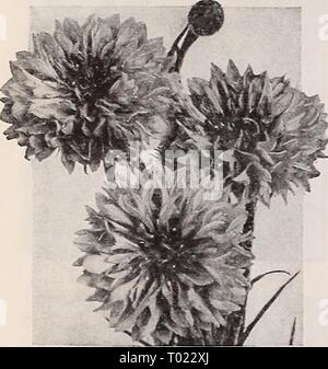 Dreer's Garden buchen Sie für 1940. dreersgardenbook 1940 henr Jahr: 1940 Dreer die zuverlässigen BLUMENSAMEN Cenfaurea - Corny^ owers® und iU Diese gehören zu den beliebtesten aller Garten Blumen. Sie sind einfach zu wachsen, üppig blühenden und nachgiebig viele herrliche Blüten zum Schneiden. Der Korb Blume, Americana, und Royal Sweet Sultane verdienen besondere Aufmerksamkeit des Gärtners. Neben den bekannten jährlichen Sorten Es gibt einige herrliche Hardy. Dreer Centaurea cyanus's Ultra Doppelzimmer (a) Dieses großartige neue Belastung ist das letzte Wort in die Kornblumen. Die Blüten sind nicht nur deutlich mehr verdoppeln, sondern Stockfoto