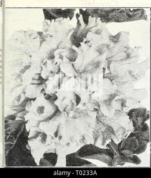 Dreer's Garden buchen Sie für 1947. dreersgardenbook 1947 henr Jahr: 1947 Vier spannende 1946 Preisträger alle Amerika Auswahl an Blumensamen die Silbermedaille Neue ALLDOUBLE Petunia®^'^i^kolossale Schattierungen von Rose Sie wollen sicher wird diese wunderbare Doppel Petunia welche ist die größte, die Sie je gesehen haben. Die Blumen meas-ure über fünf Zoll herüber. Sie sind voll doppelt, in unterschiedlicher Form mit einigen Blumen wunderschön ruflled Blütenblätter und anderen ausstellenden knackig gesäumten Blütenblättern. Diese Variante ergänzt die künstlerische Schönheit der Blüten. Sie stellen eine reizvolle Mischung Stockfoto