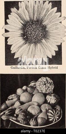 Dreer's Garden buchen Sie für 1941. dreersgardenbook 1941 henr Jahr: 1941 Gaillardia, Doppel Mixed r. S,#Kürbisse, Gemischt Stockfoto