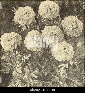 Dreer's Garden buchen Sie für 1946: treu, die seit mehr als einem Jahrhundert henr dreersgardenbook 1946 Jahr: 1946 Stockfoto