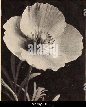 Dreer's Garden buchen Sie für 1941. dreersgardenbook 1941 henr Jahr: 1941 Iberis sempervirens - Hardy Candytuft Hunnemannia - Santa Barbara Mohn Stockfoto