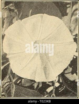 Dreer's Garden buchen Sie für 1944: Sechs üppigen Gemüse für jeden Garten. dreersgardenbook 1944 henr Jahr: 1944 Morning Glory, Pearly Gates Stockfoto